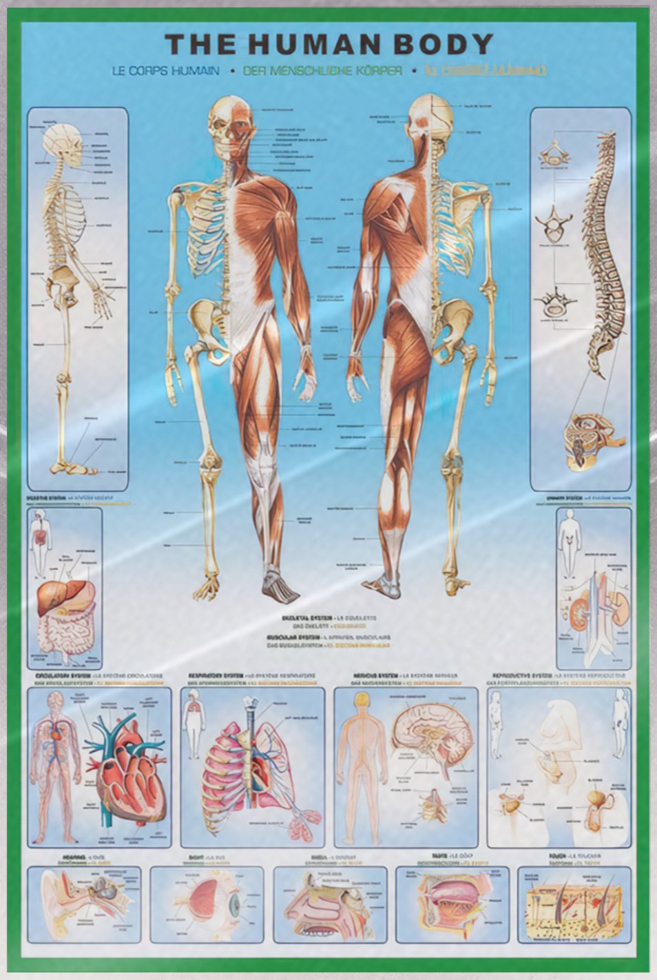 The Human Body – Anatomy Poster (Body Parts & Names) (Size 24 x 36″) (LAMINATED)